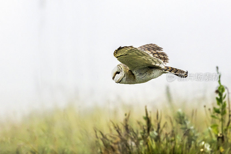 仓鸮在飞行(Tyto alba)